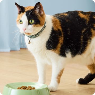 Calico cat standing beside a green food bowl