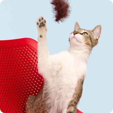 Tabby kitten reaching up to bat at a feather toy