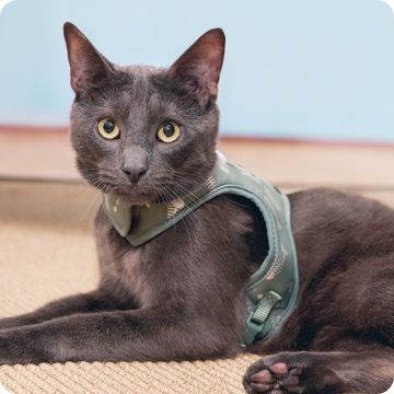 Gray cat wearing a green harness lying on a rug