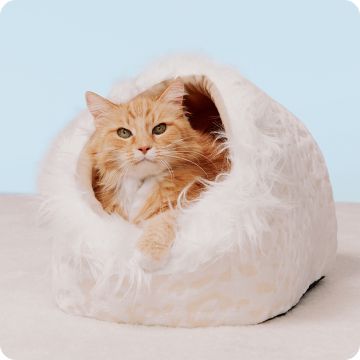 Orange cat curled up inside a cozy white bed