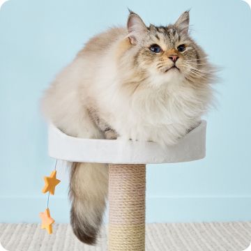 Fluffy cream-colored cat perched on a cat tree platform with hanging star toys