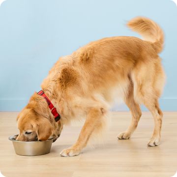 Golden retriever from a metal food bowl on a wood floor
