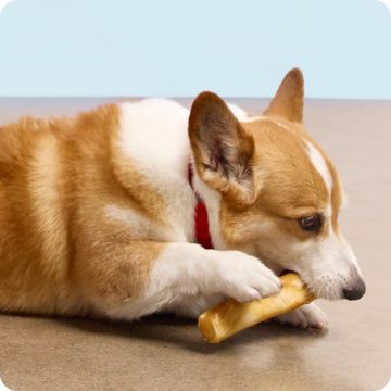 Brown & white corgi chewing on a bone