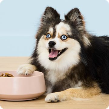 Fluffy black & tan dog with blue eyes lying beside a pink food bowl