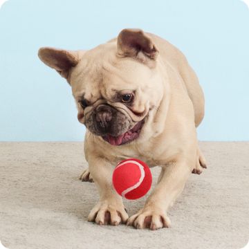 Pug playing with a red ball on a light rug