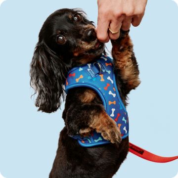 Black & tan dog wearing a blue harness reaching up toward a hand with a treat