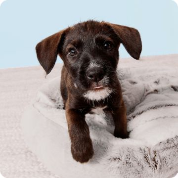 Black puppy sitting on a soft white bed
