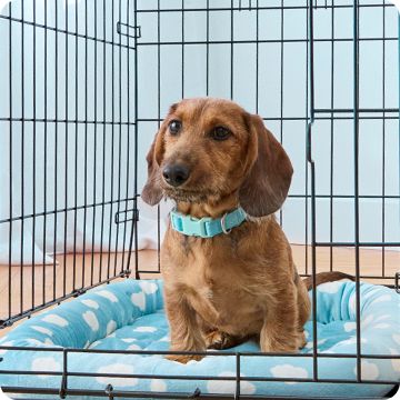 Brown dachshund sitting inside a wire crate on a blue mat