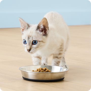 Light-colored kitten eating from a metal food bowl on a wood floor
