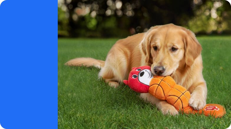 Golden retriever on grass chewing on plush basketball toy