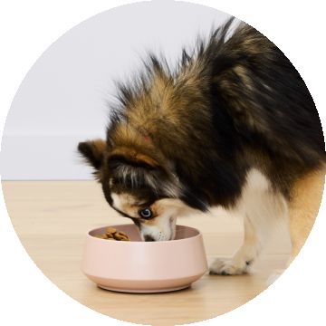 Black & tan dog eating from a pink food bowl on a wood floor