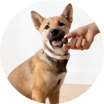 Tan dog taking a treat from a person’s hand