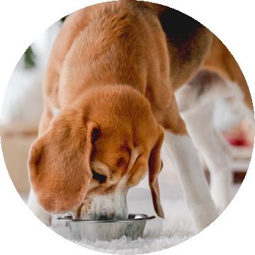 Tan dog eating from bowl on carpet