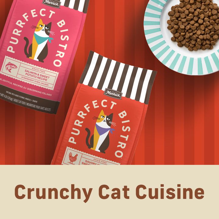 Crunchy cat cuisine