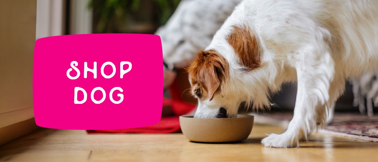 Shop dog callout next to a dog eating out of a food bowl
