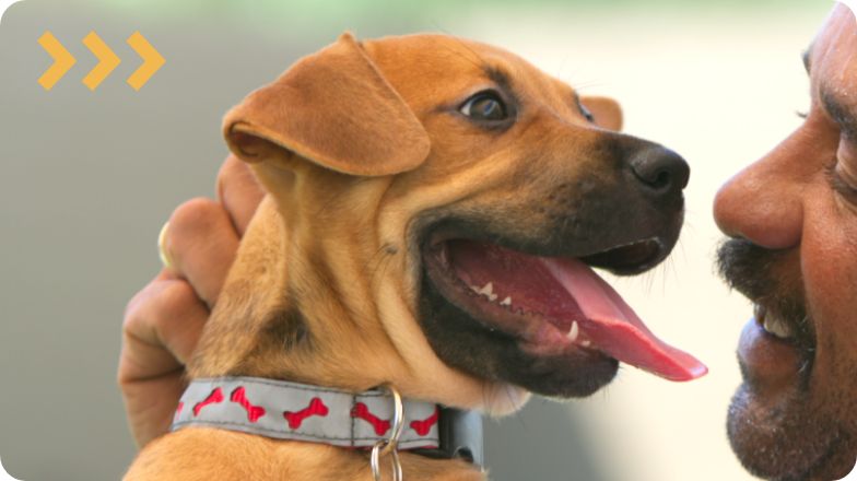 dog adoption