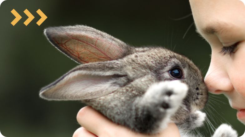 rabbit adoption