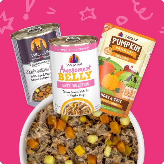 Dog food in bowl with dog food in packaging