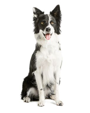 new puppy checklist petsmart