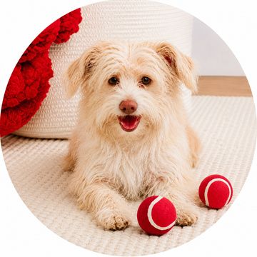 Dog toys