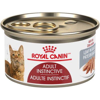 The Adult Cat Life Stage | Royal Canin Canada