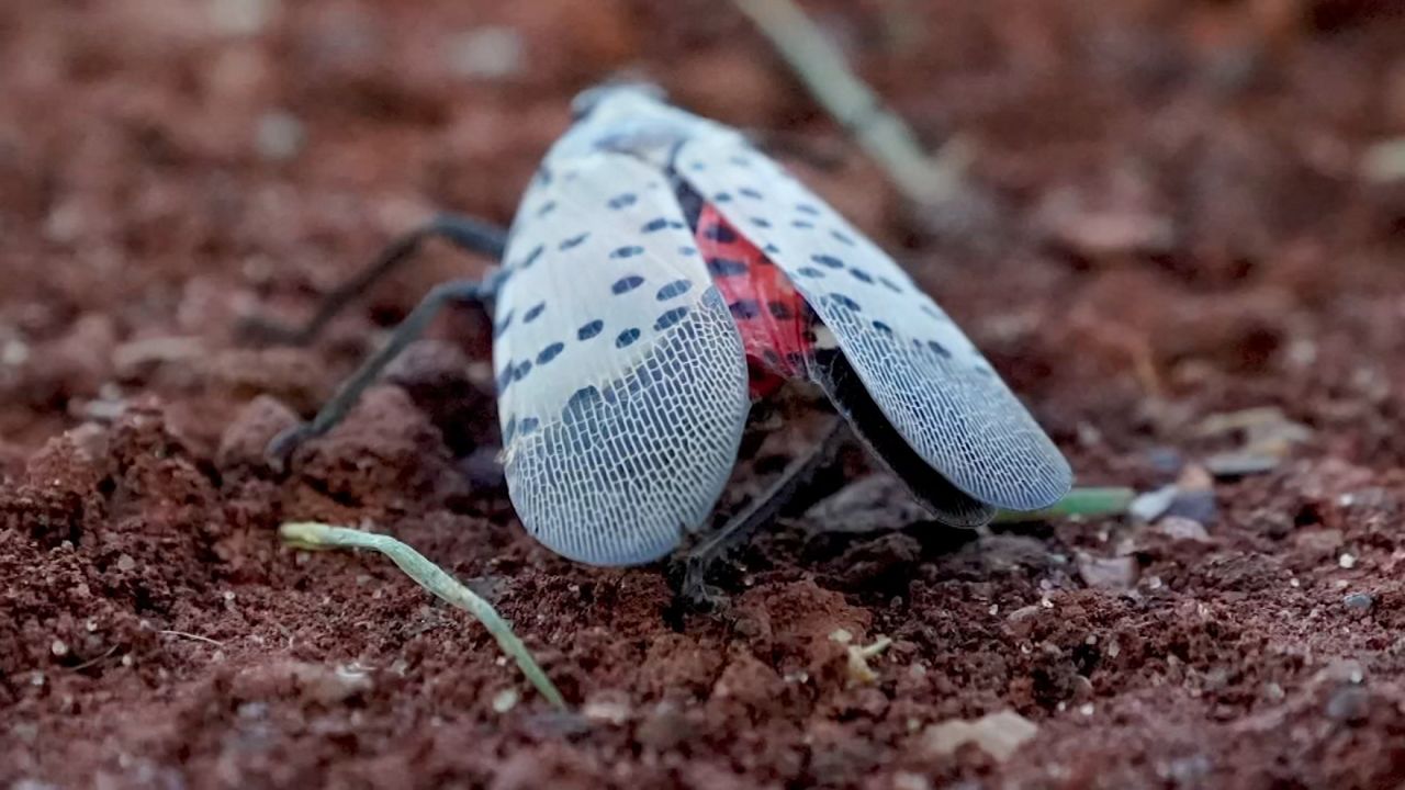 Spotted Lanternflies: A Growing Threat to New York State’s Plants