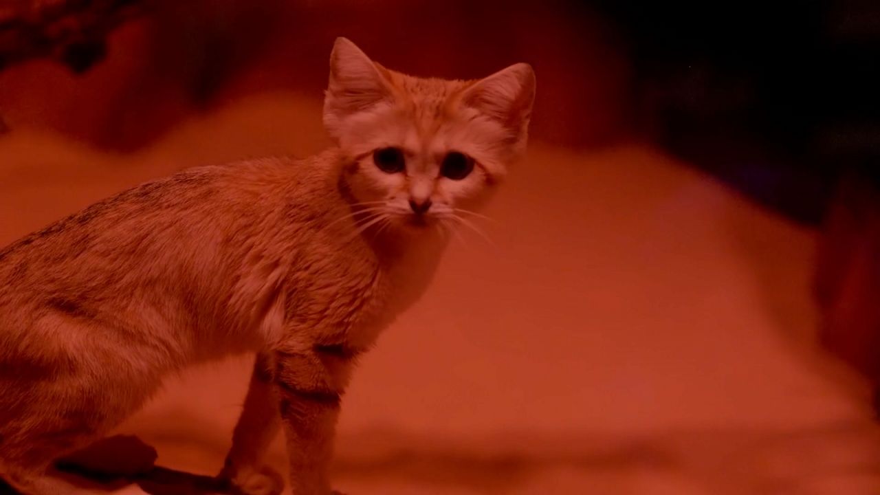 Sand cats are one of 25 species featured in the Bronx Zoo's newly reopened 