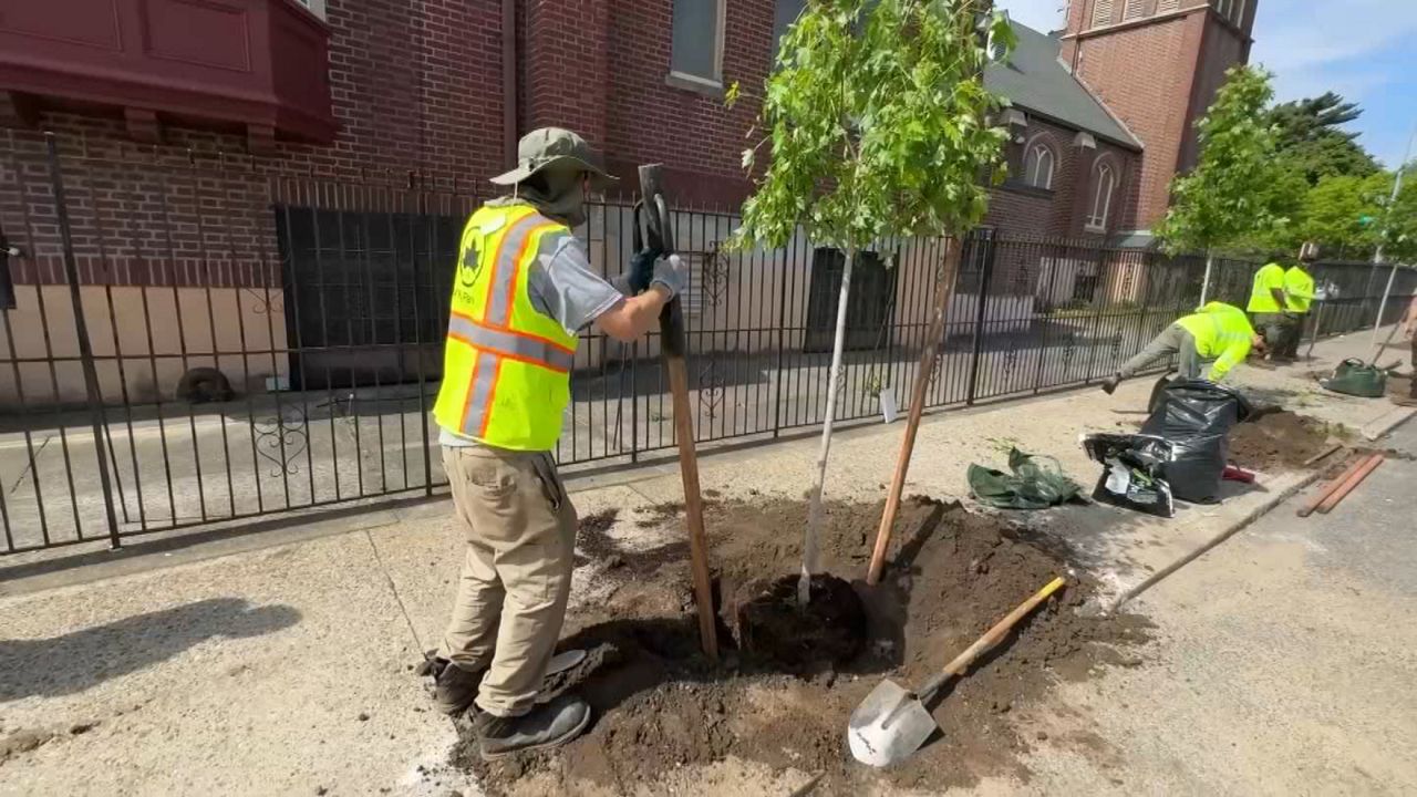 trees in queens