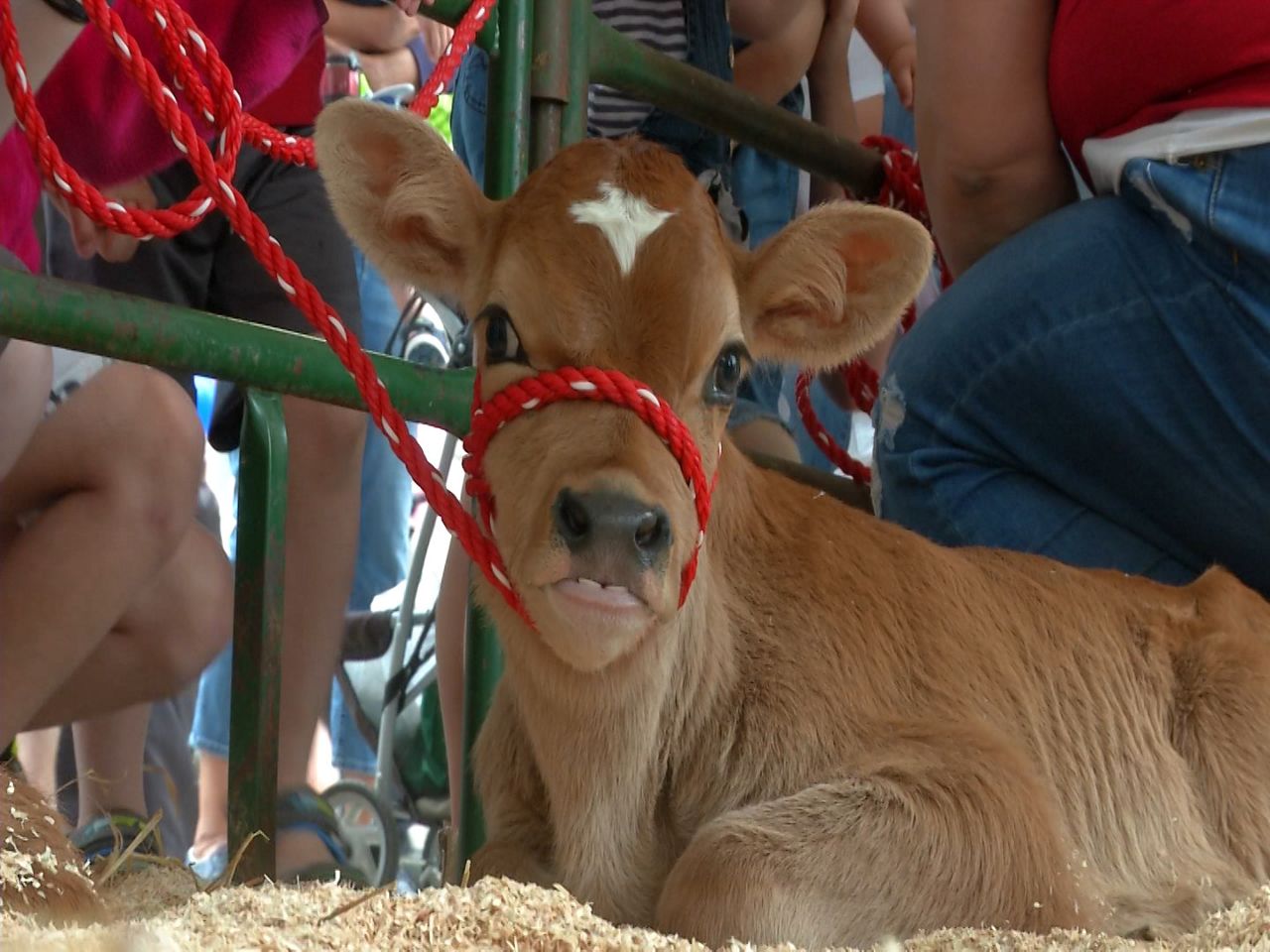 Cows on the Concourse teaches importance of dairy industry