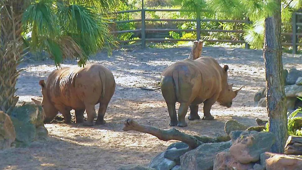 The white rhinos at Brevard Zoo. (Greg Pallone, Spectrum News)
