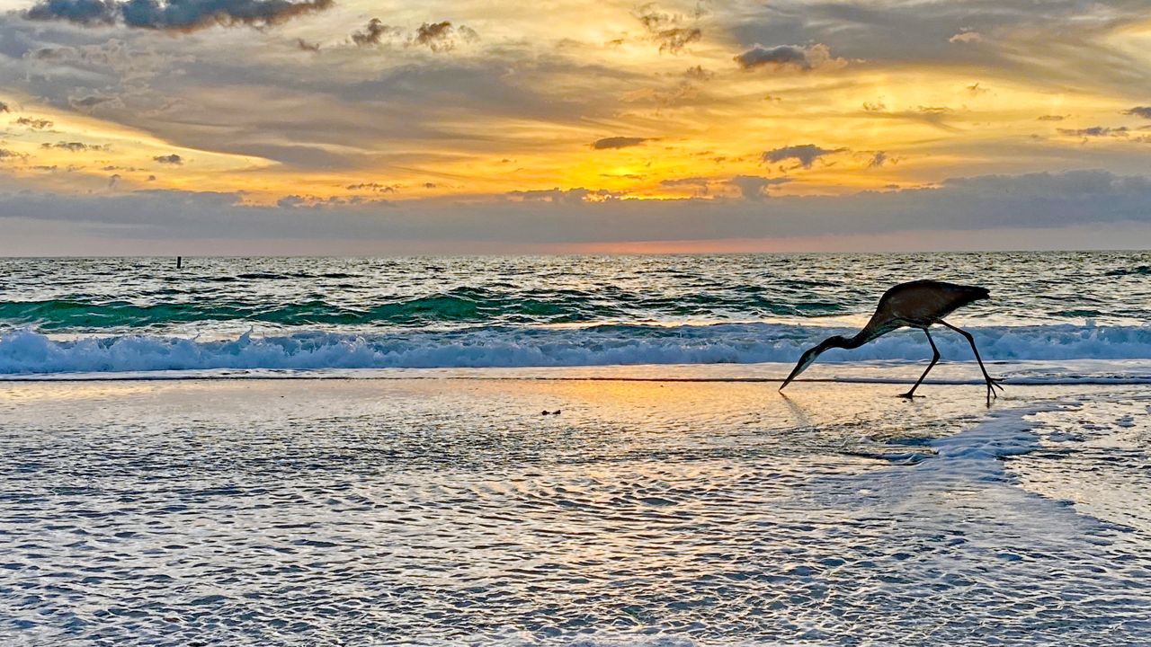 Tampa Area Weather Gusty Winds, Late Storms Thursday