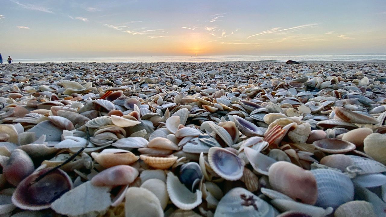 Sent to us with the Spectrum News 13 app: These shells are a beautiful reminder of the type of beaches Florida has to offer on Tuesday, January 14, 2020. (Photo courtesy of Val Stunja, viewer)