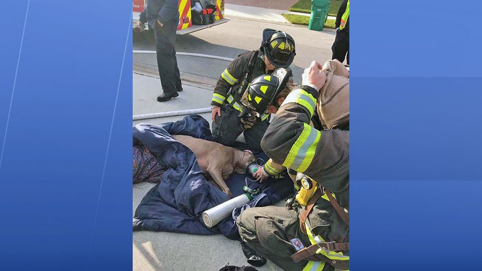 Firefighters give Joker oxygen at the scene of a house fire in DeLand. (City of DeLand)