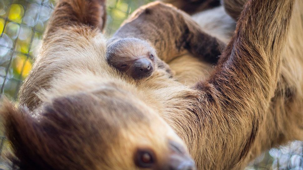 The mother, 13-year-old Sammy, is doing fine as her unnamed baby sloth is on her. (Courtesy of the Brevard County Zoo)