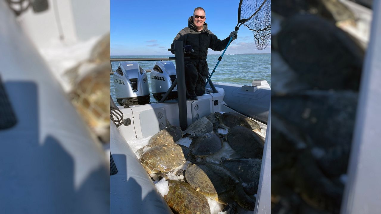 The Florida Fish and Wildlife Conservation Commission is praising two FWC officers for braving the freezing water on Wednesday to rescue dozens of distressed sea turtles. (Photo Credit: FWC)