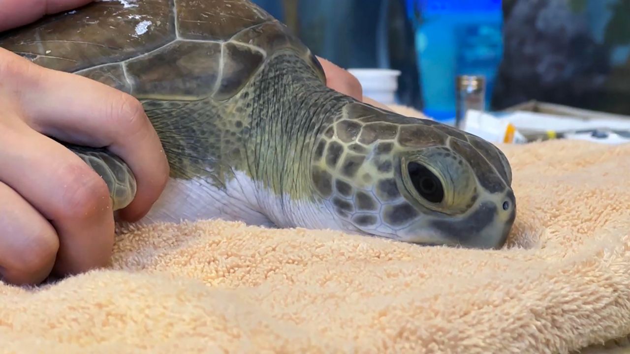 Officials want you to be on the lookout for turtles