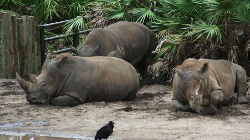 The white rhinos at Brevard Zoo. (Greg Pallone, Spectrum News)