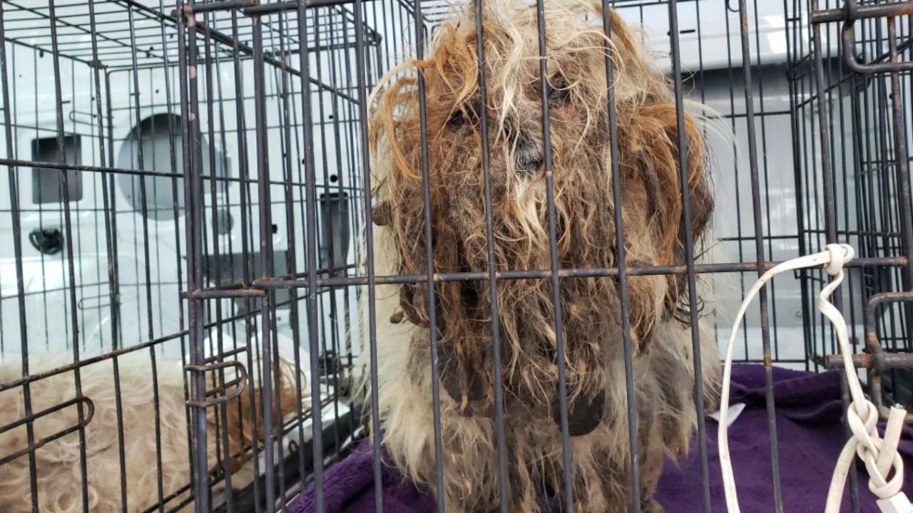 8 Ailing Dogs Left in Crate Outside Melbourne Animal Shelter
