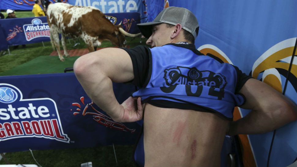 Nick Wagner, a photojournalist for the Austin American-Statesman, shows off the scrapes on his back from the Texas mascot bull "Bevo," seen in background, before the Sugar Bowl NCAA college football game against Georgia in New Orleans, Tuesday, Jan. 1, 2019. The Georgia mascot, a bulldog named "Uga X," was brought near the bull for a photo-op, when a brief kerfuffle ensued, and the photographer got scraped by Bevo's horn. (AP Photo/Rusty Costanza)