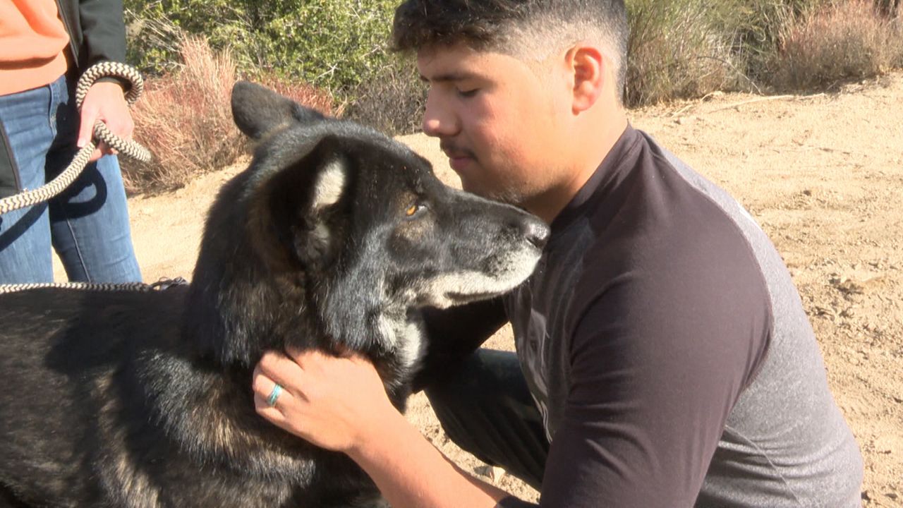 ウルフコネクションは、エドワードアマヤが彼の感情と調和する方法を学ぶのを助けています。 （Spectrum News / Zarina Khairzada）