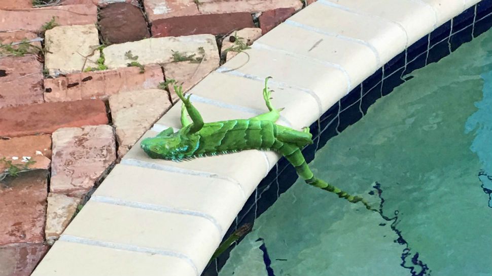 A stunned iguana in Boca Raton, Fla., on Thursday. Frank Cerabino/Palm Beach Post, via Associated Press