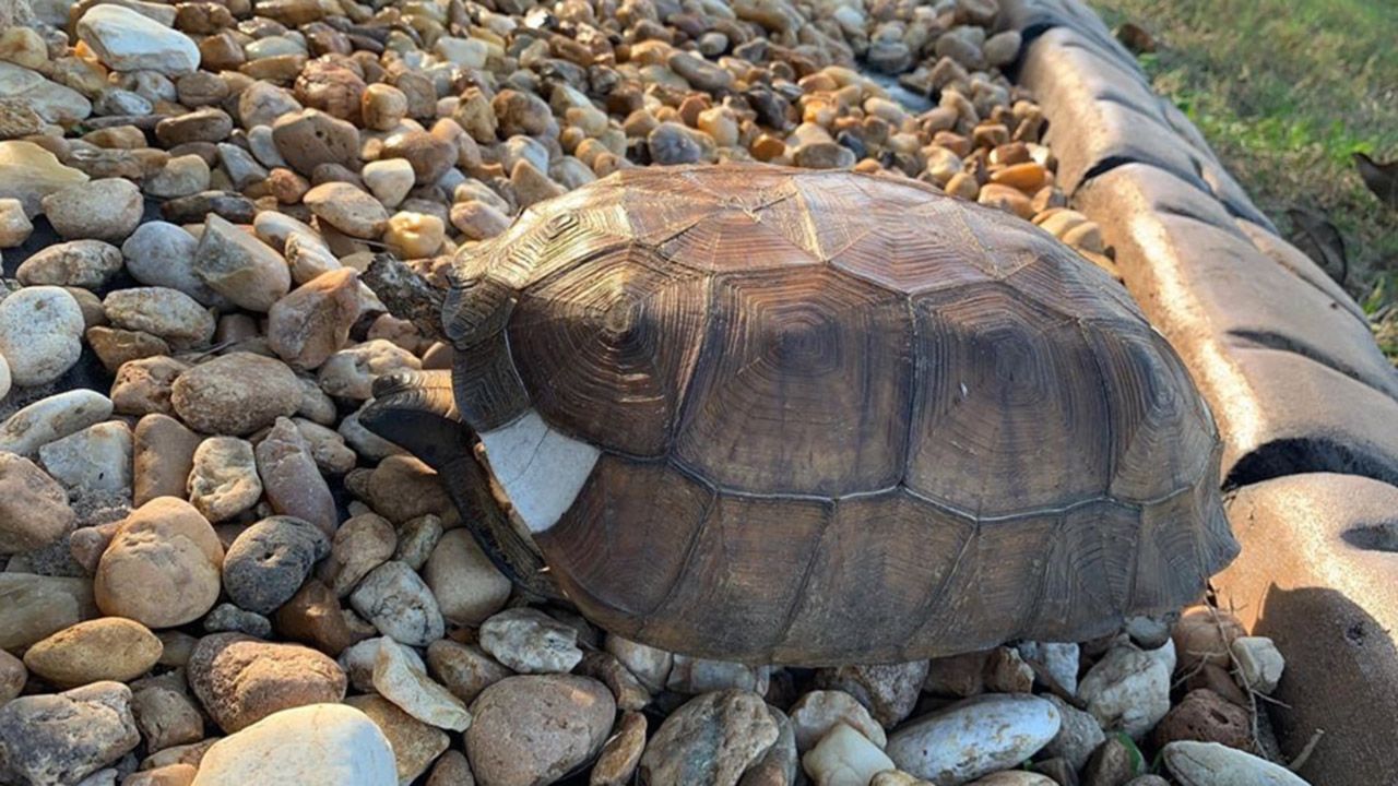 Man Fears Tortoise Found In Yard Was Killed By Fireworks