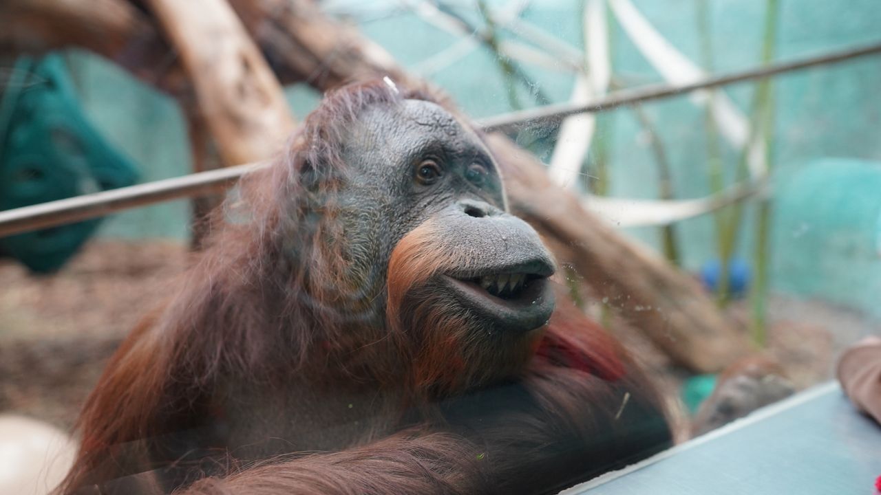 Teak the orangutan at the Louisville Zoo. (Spectrum News 1/Jonathon Gregg)                                                 