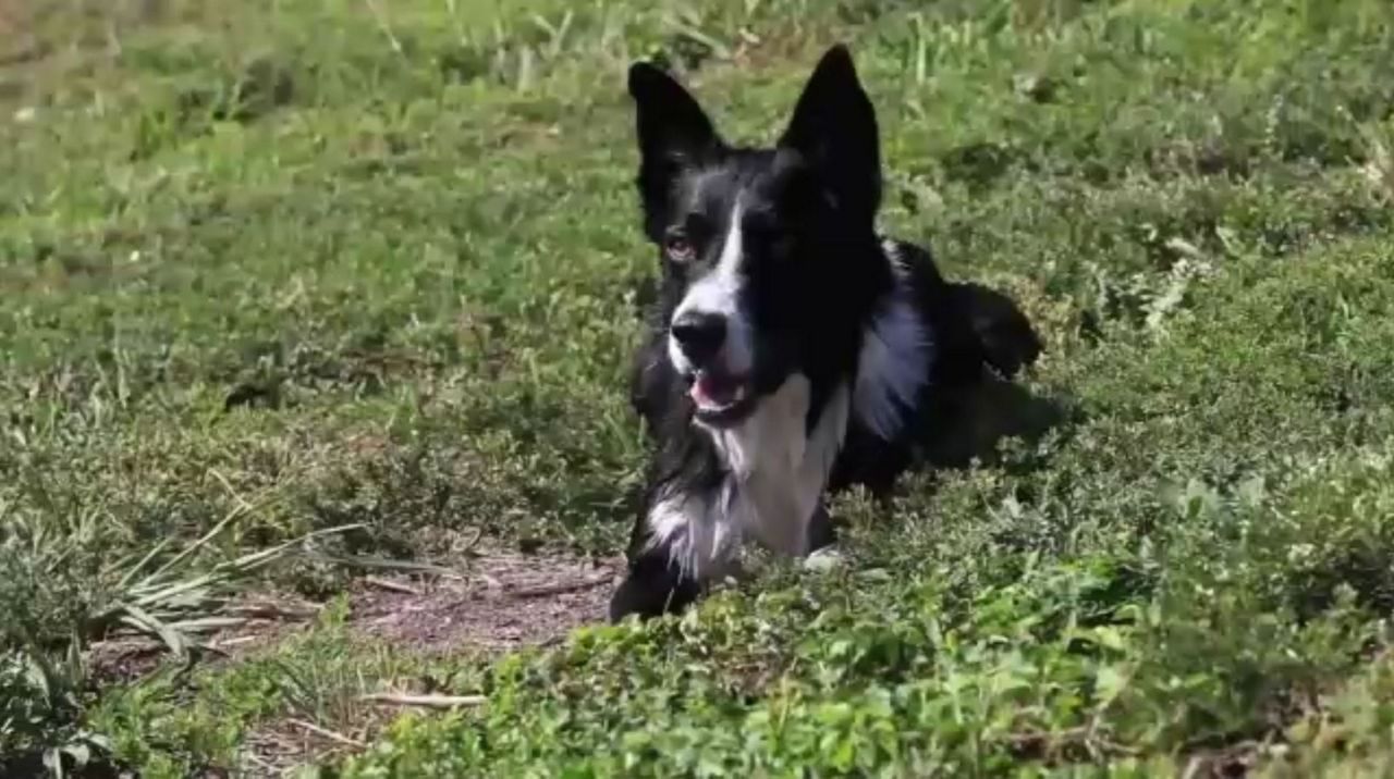 Trained Border Collies Help Herd Geese