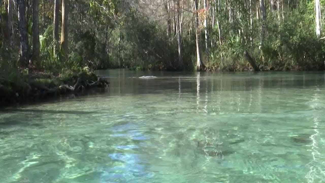 Location on the Weeki Wachee River where two Hernando County deputies rescued an infant from drowning on Friday, January 3, 2019. (Kim Leoffler/Spectrum Bay News 9)