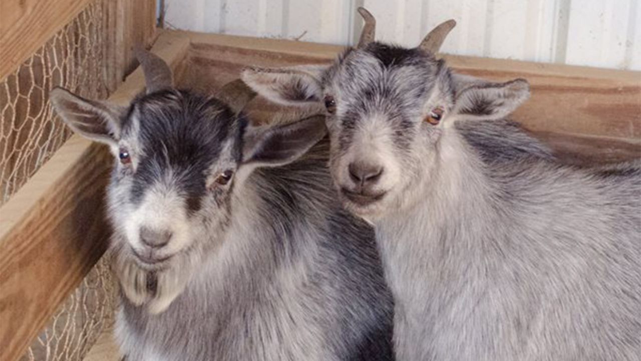 Two Stray Goats Up for Auction in Brunswick County