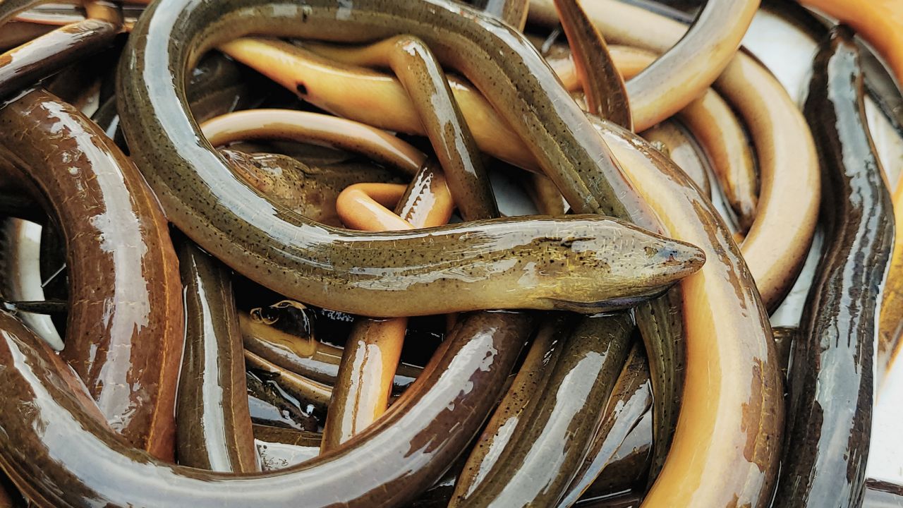 The Asian swamp eel was first detected in Florida in 1997. (U.S. Geological Survey)