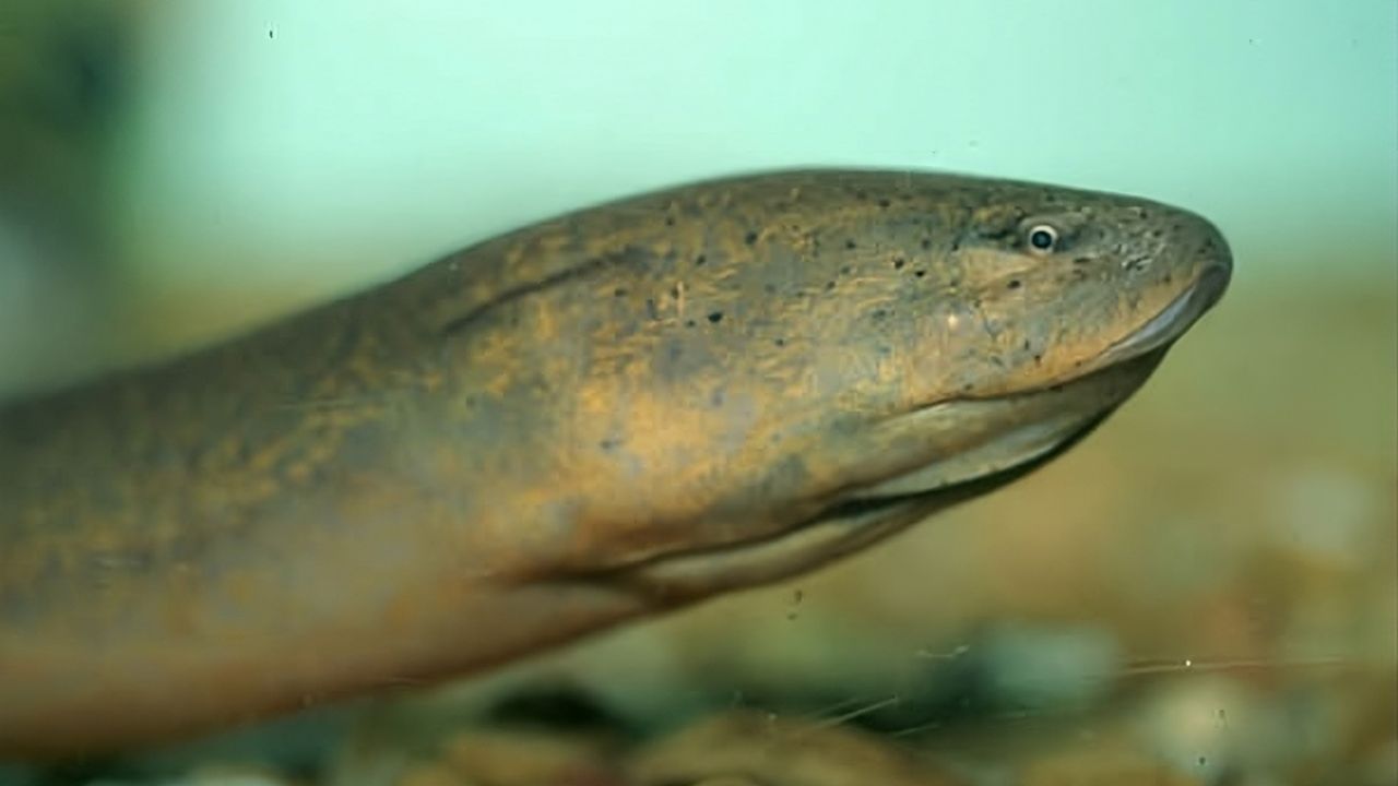 The Asian swamp eel was first detected in Florida in 1997. (U.S. Geological Survey)