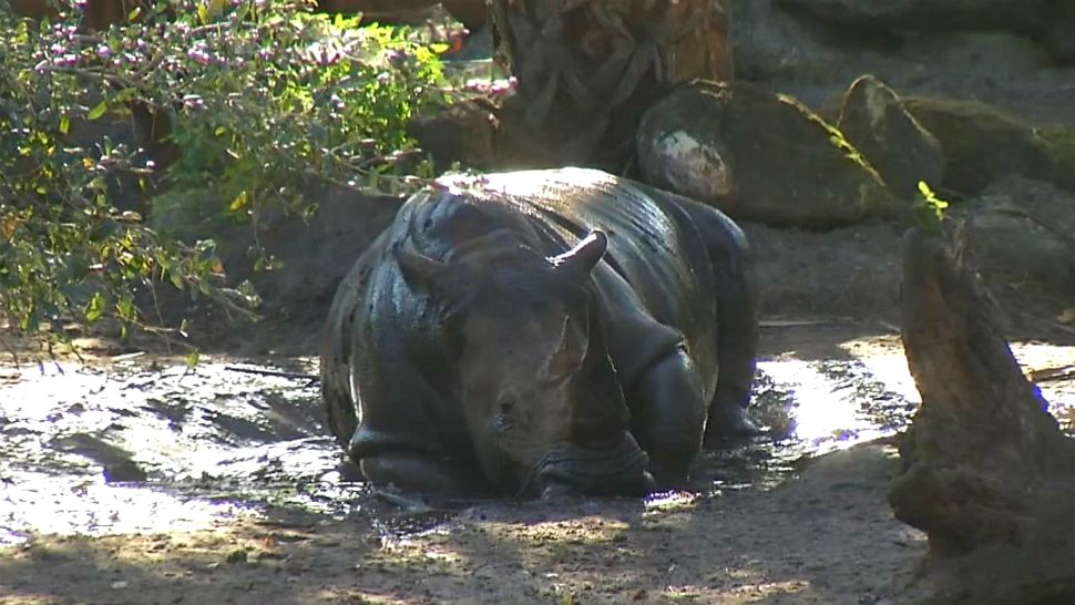 A toddler slipped through 2 poles and into the Brevard Zoo's rhino exhibit on New Year's Day, injuring her and her mother. (Spectrum News file)