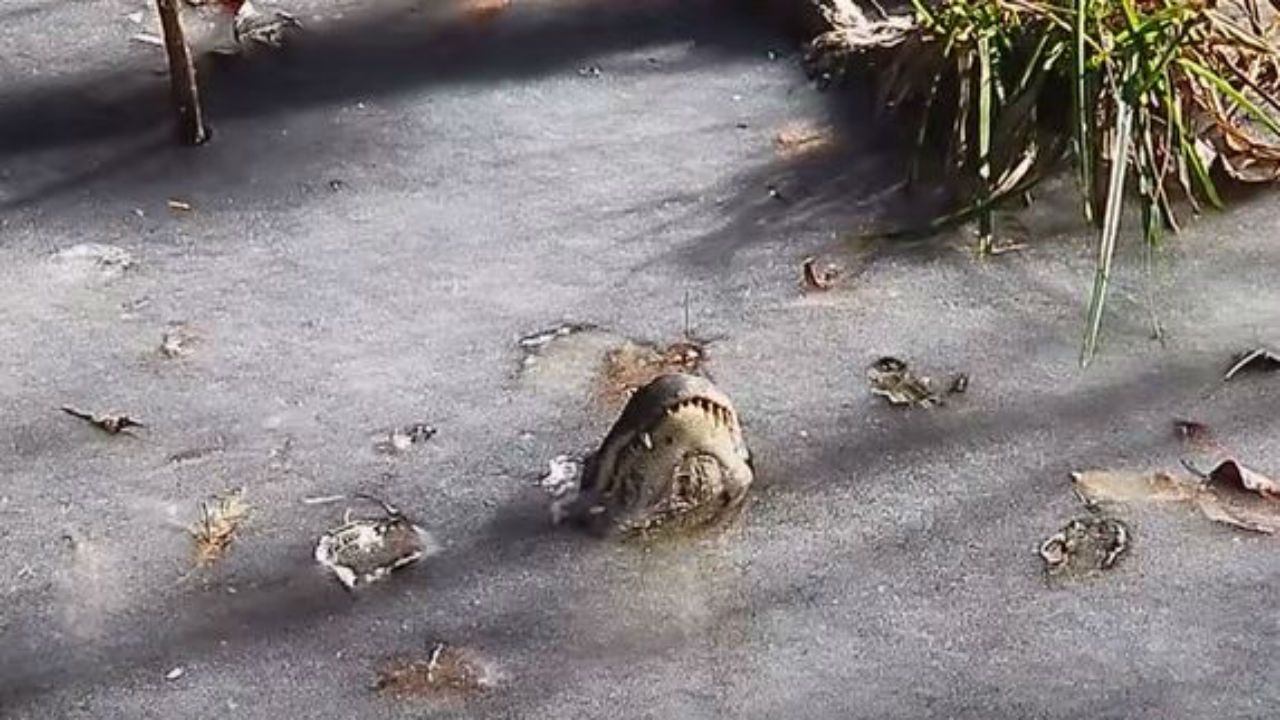 Alligator in ice